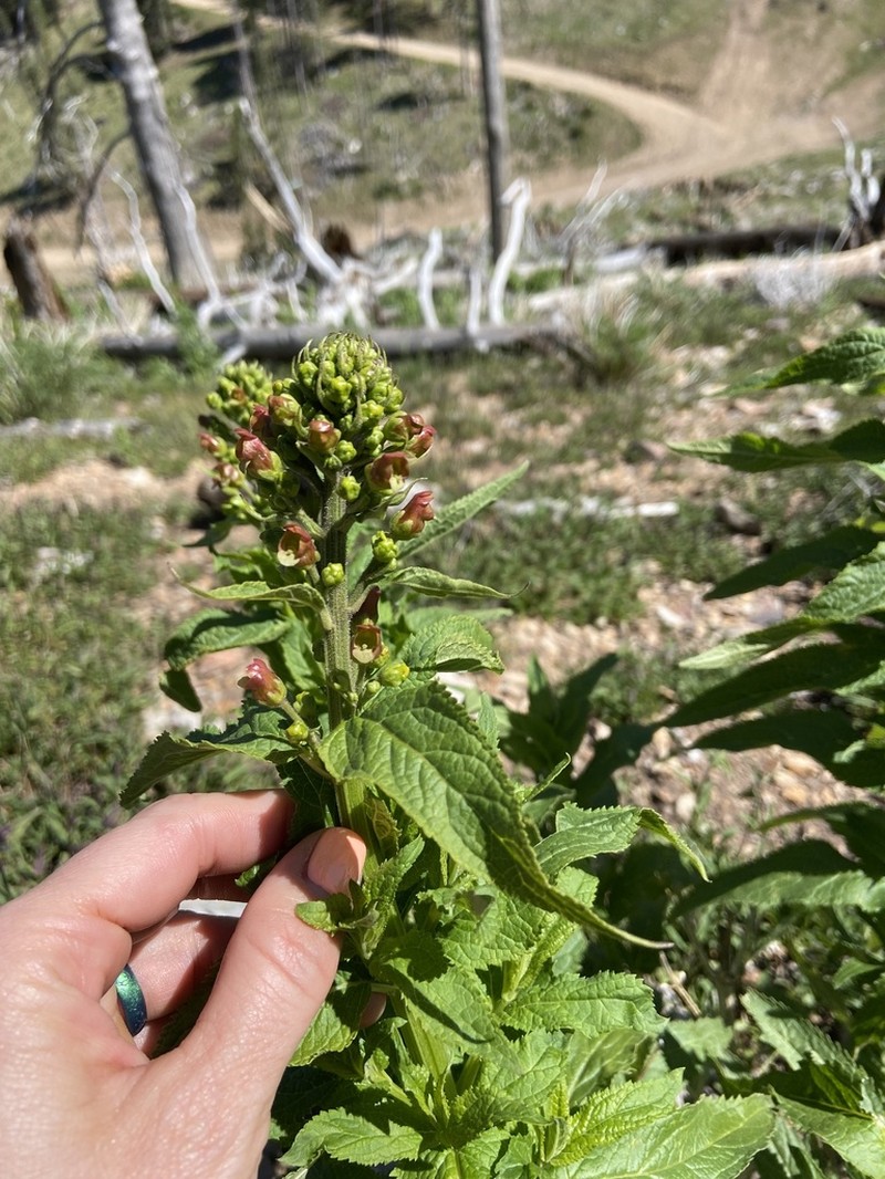 Mountain Figwort