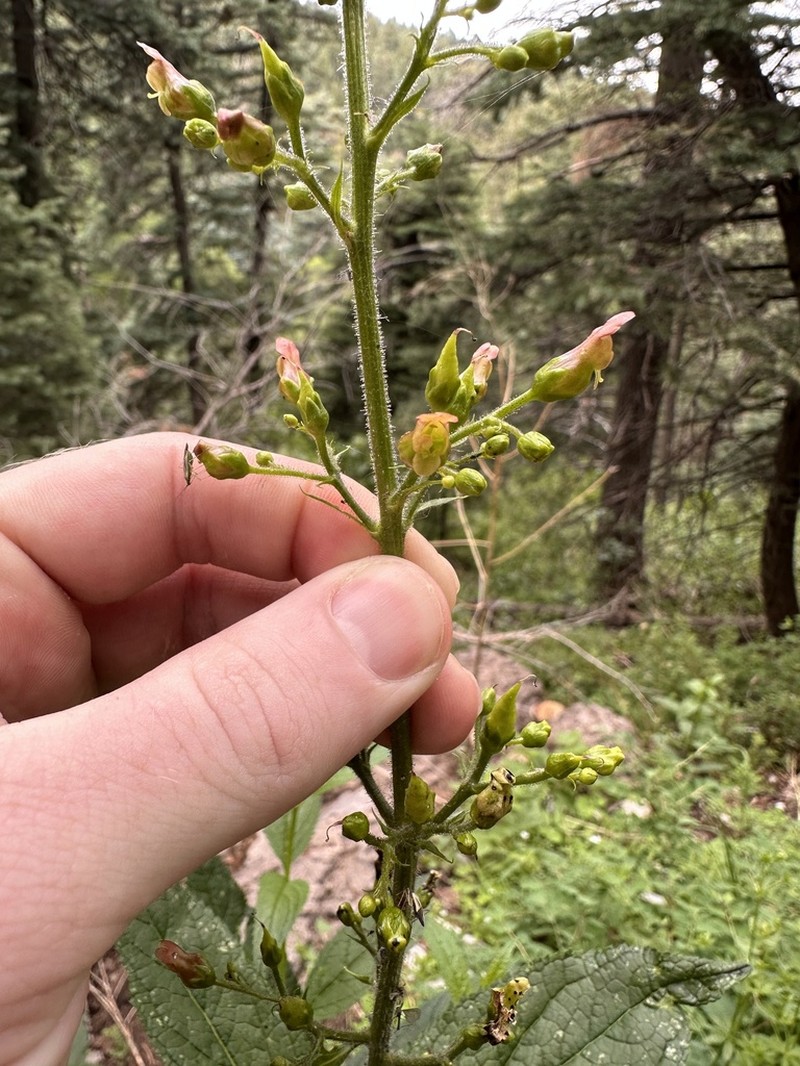 Mountain Figwort photo 2