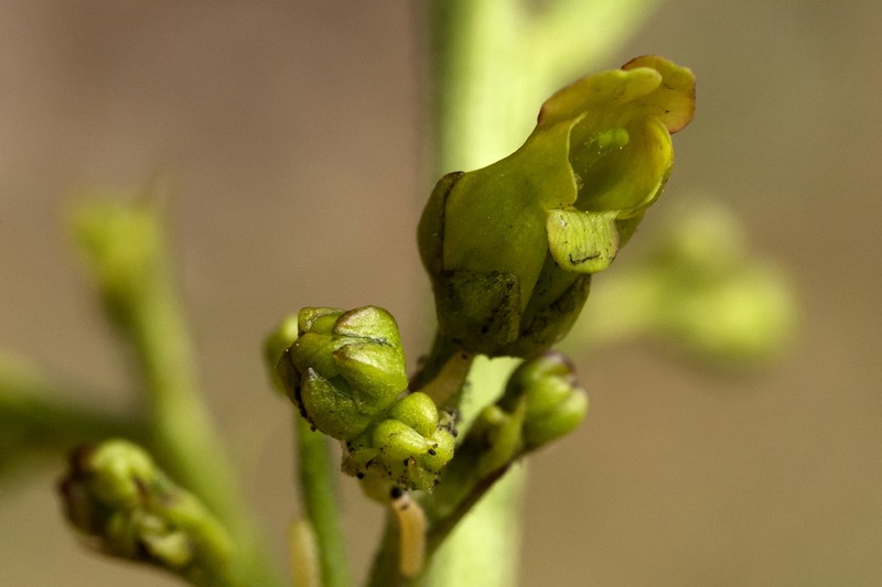 Mountain Figwort photo 3