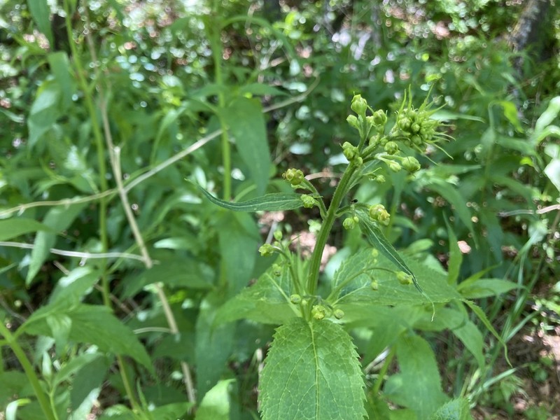 Mountain Figwort photo 4