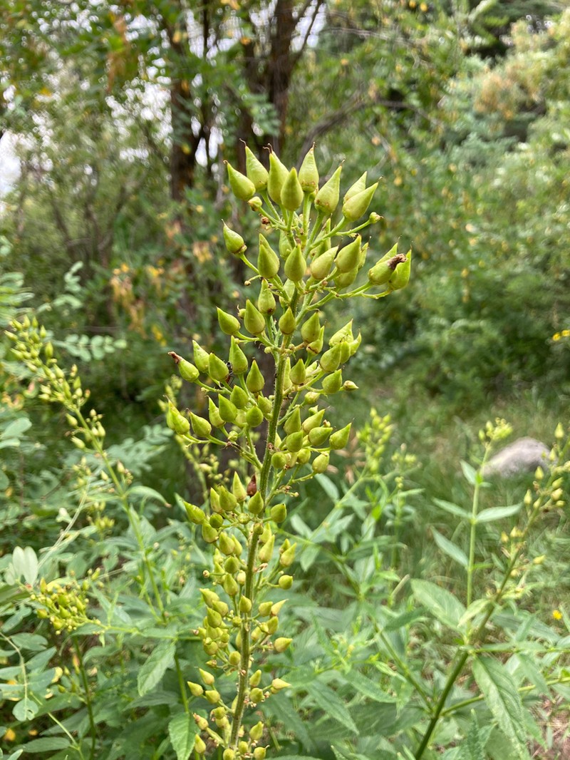 Mountain Figwort photo 5