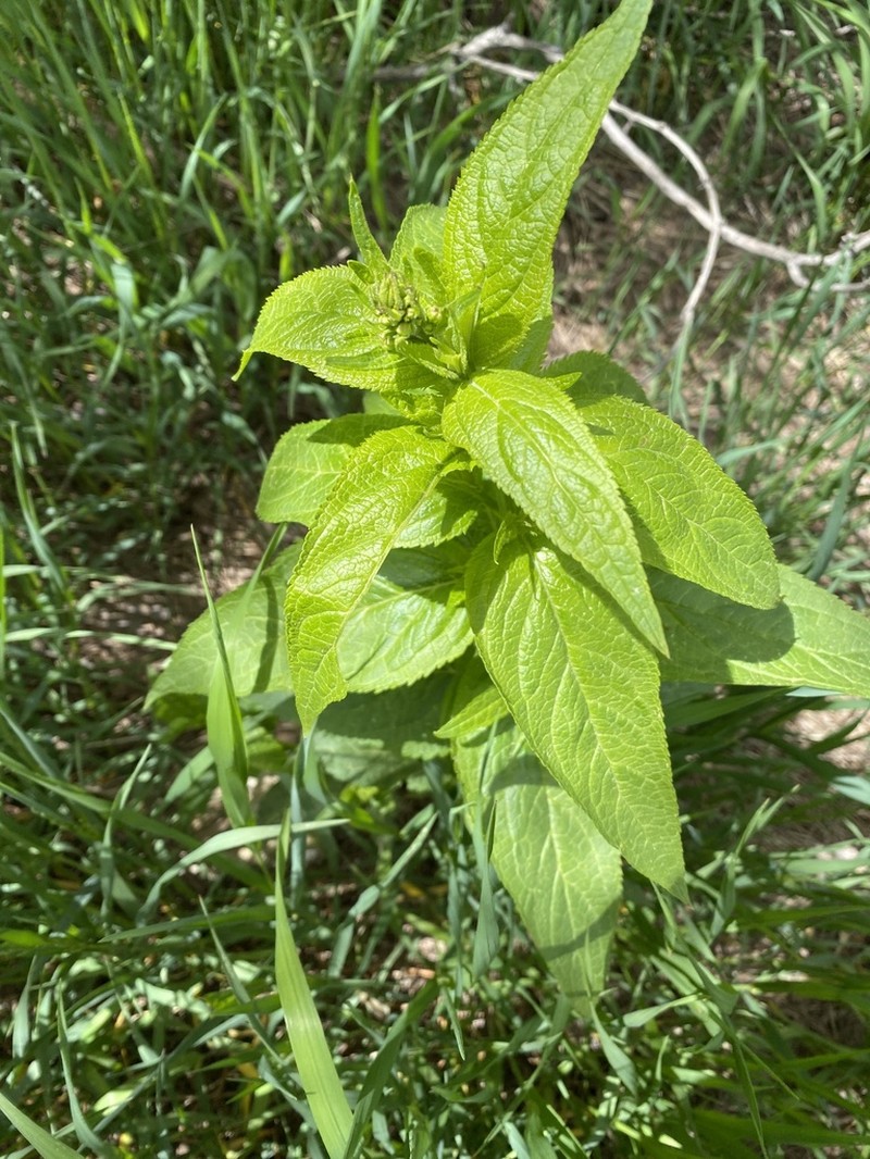 Mountain Figwort photo 6