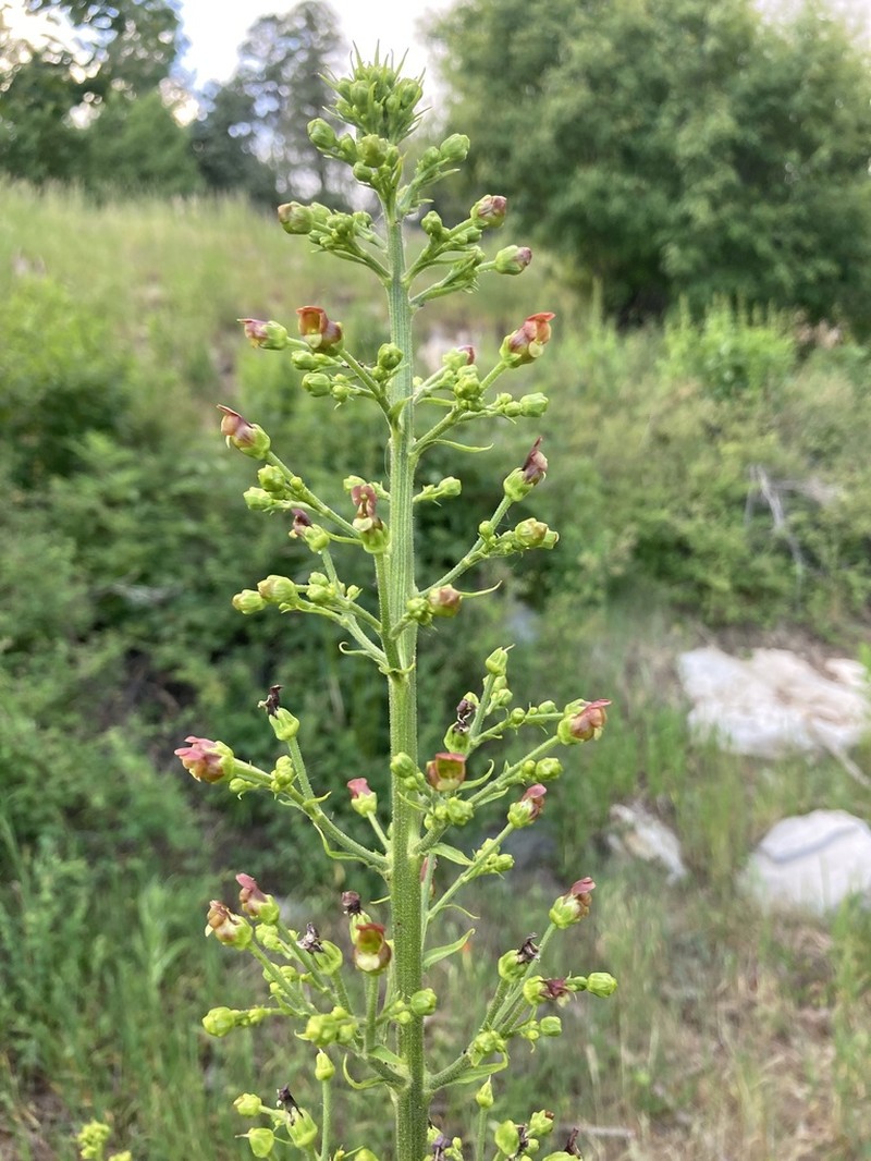 Mountain Figwort photo 7