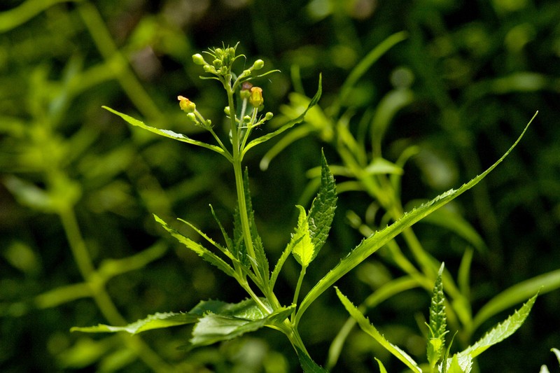 Mountain Figwort photo 8