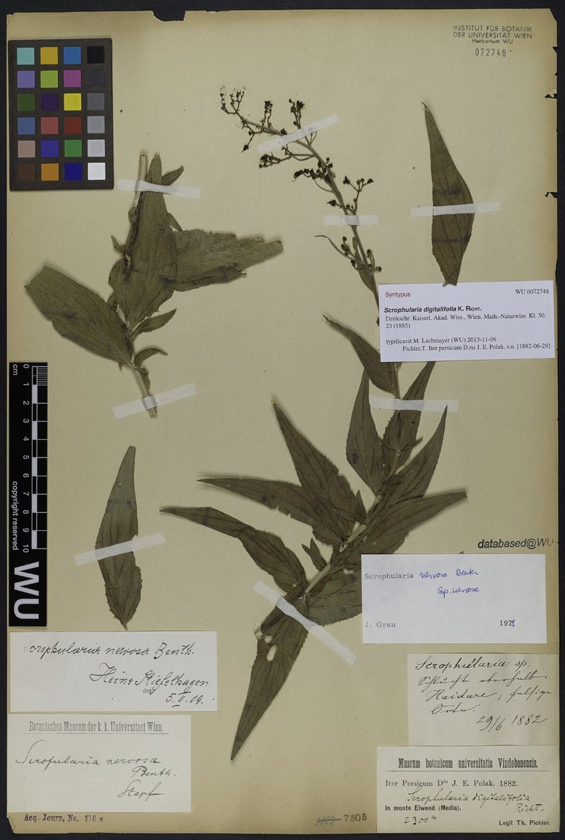 Scrophularia nervosa subsp. nervosa