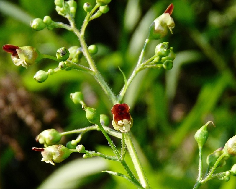 Woodland Figwort photo 3