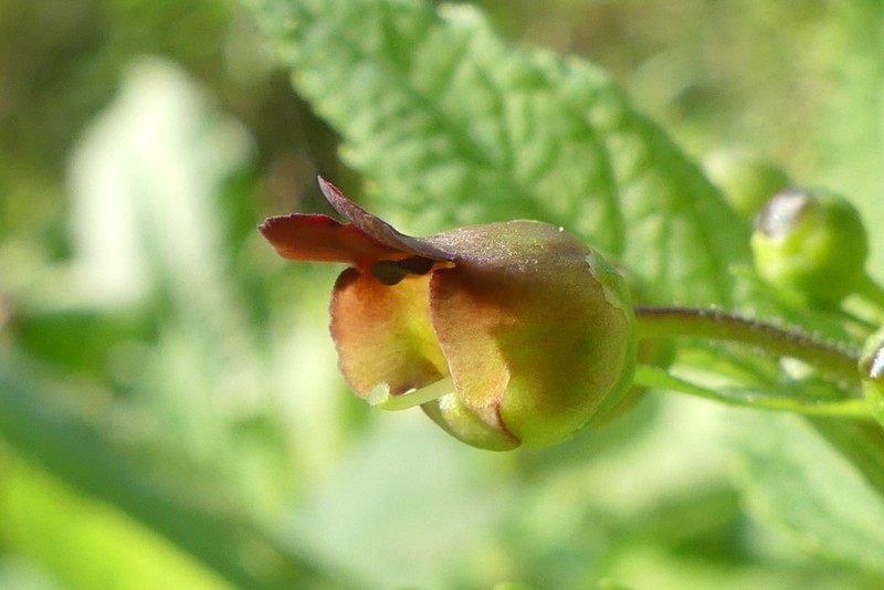 Woodland Figwort photo 4