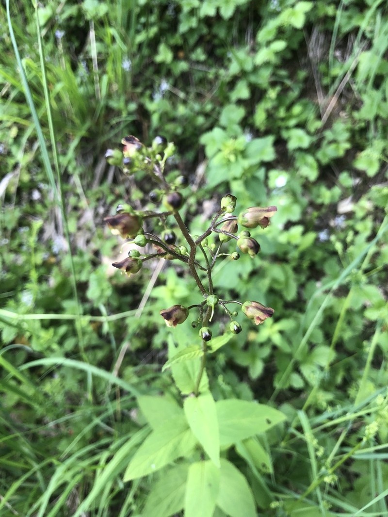 Woodland Figwort photo 5