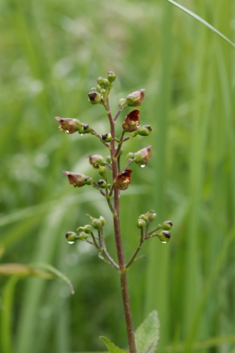Woodland Figwort photo 6