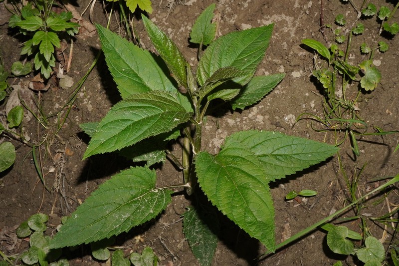 Woodland Figwort photo 7