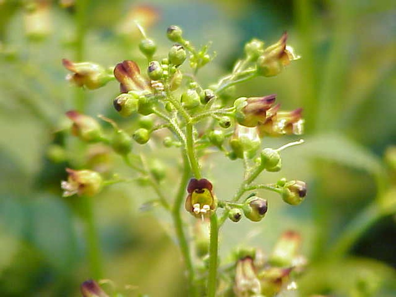 Woodland Figwort