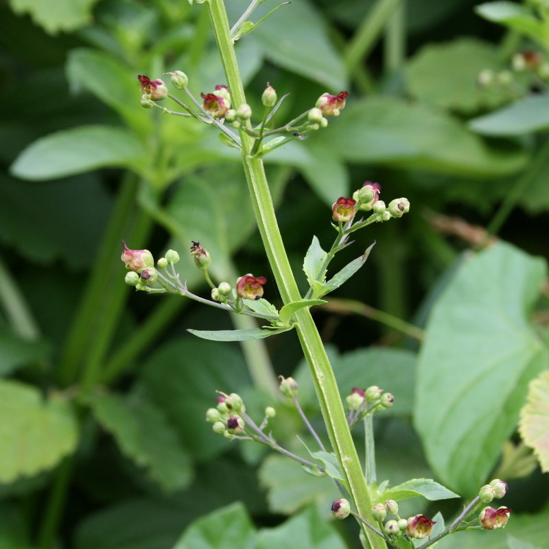 Water Figwort