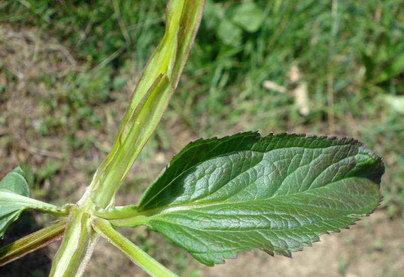 Water Figwort photo 4