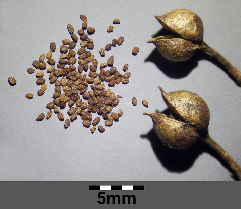 Water Figwort photo 5