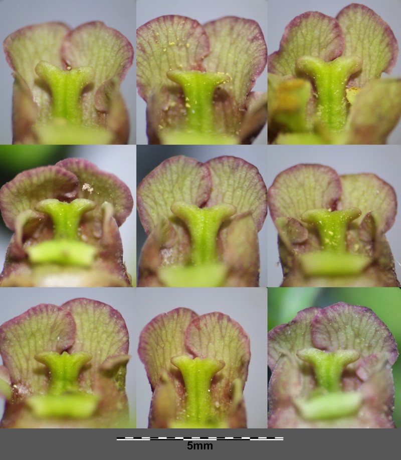Water Figwort photo 6