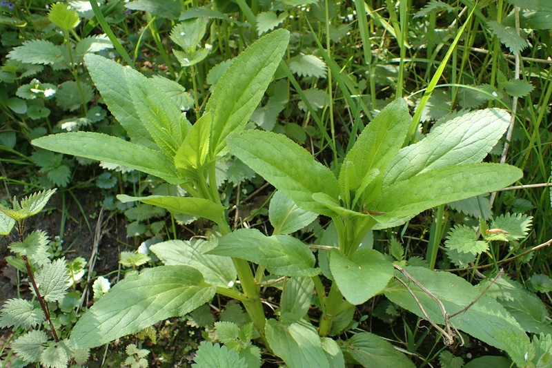 Water Figwort photo 7