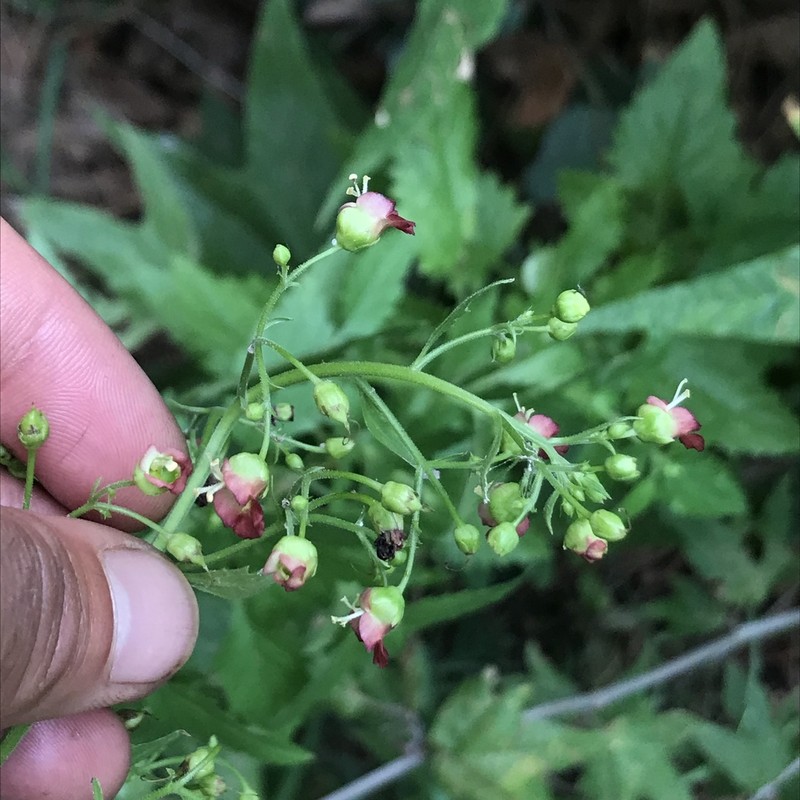 Pineland Figwort