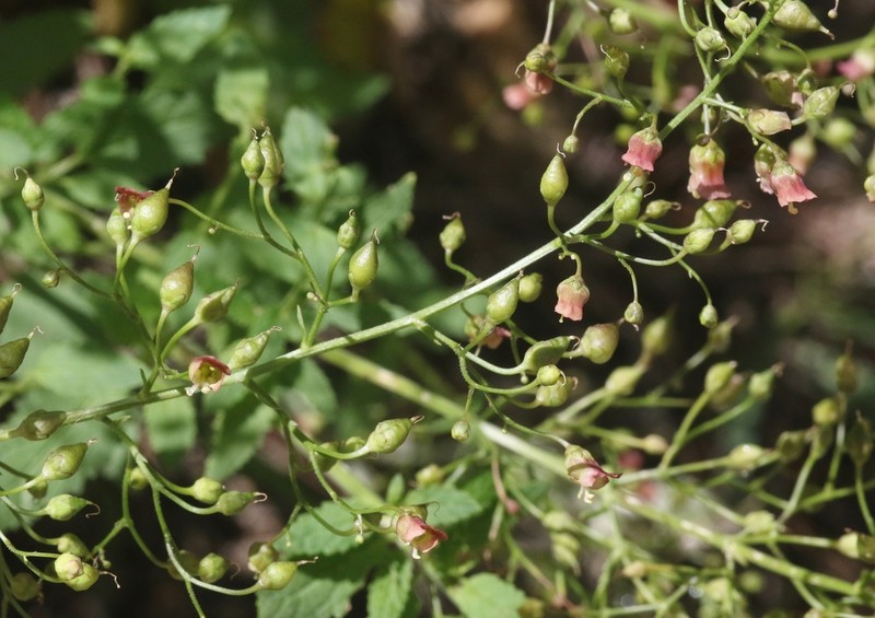 Pineland Figwort photo 3