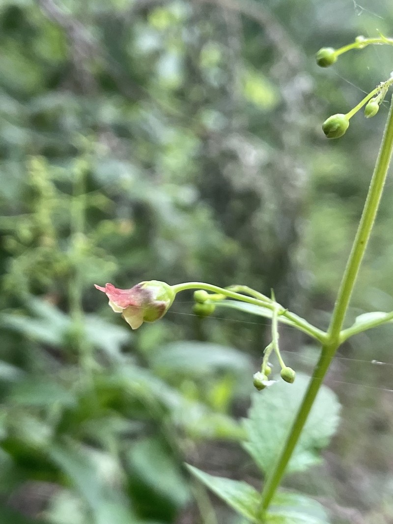Pineland Figwort photo 4