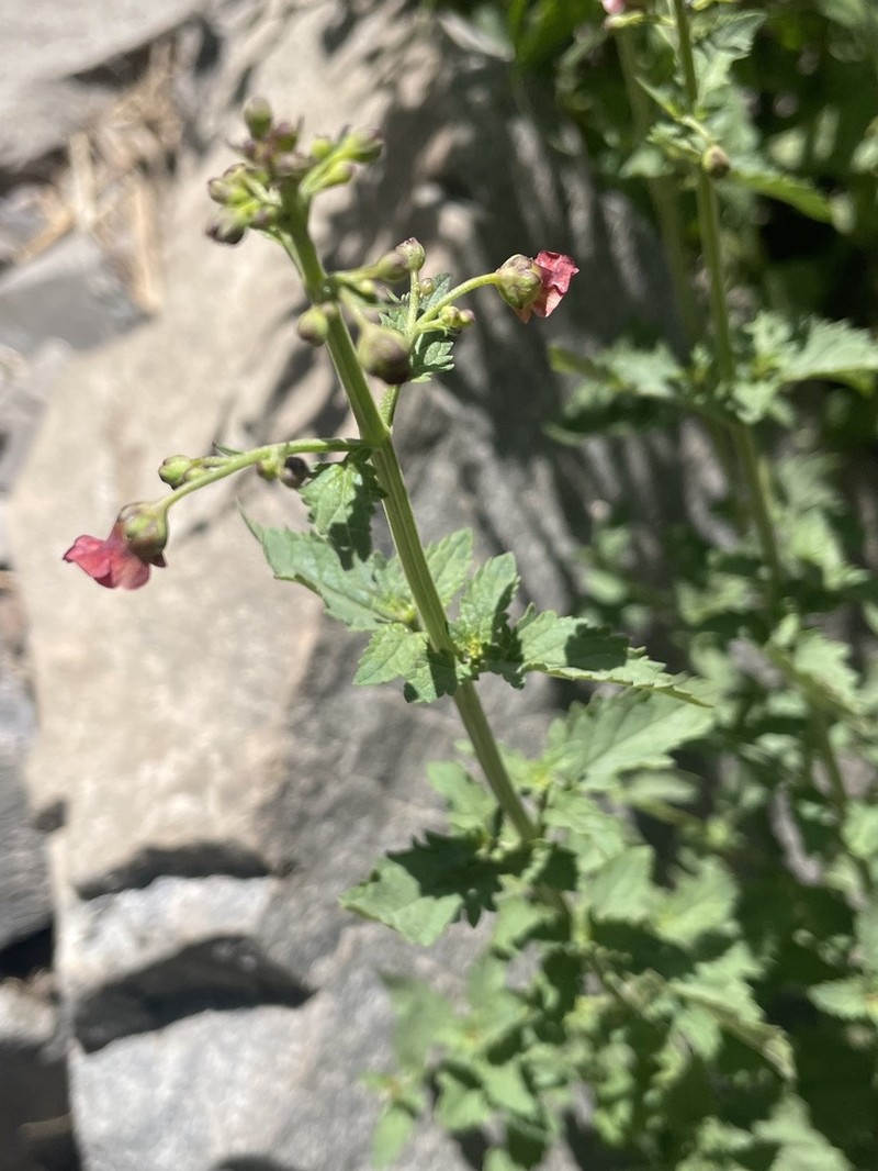 Pineland Figwort photo 5