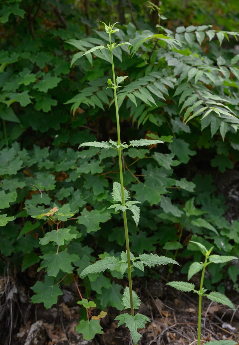 Pineland Figwort photo 6