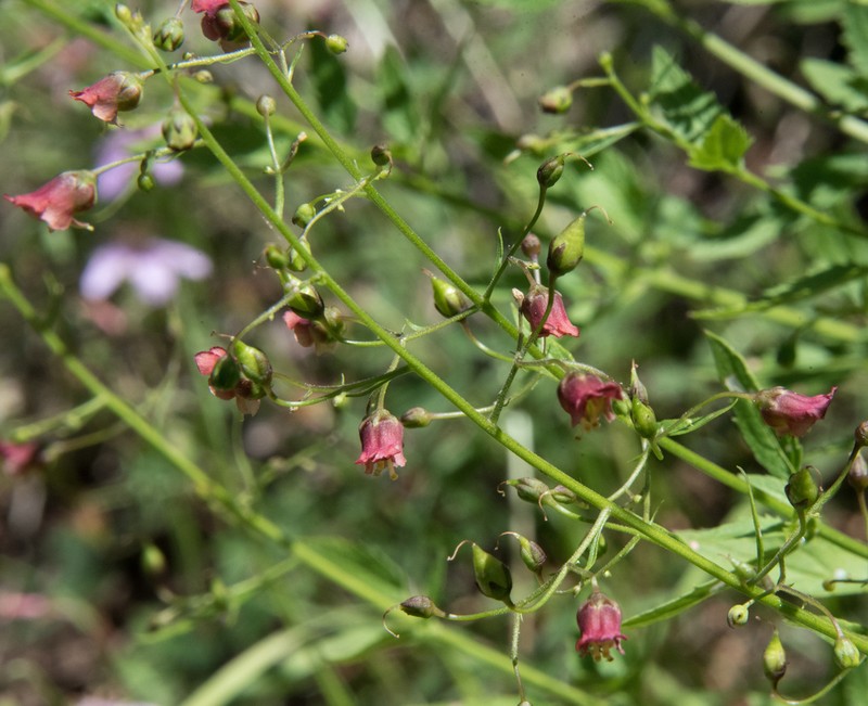 Pineland Figwort photo 7