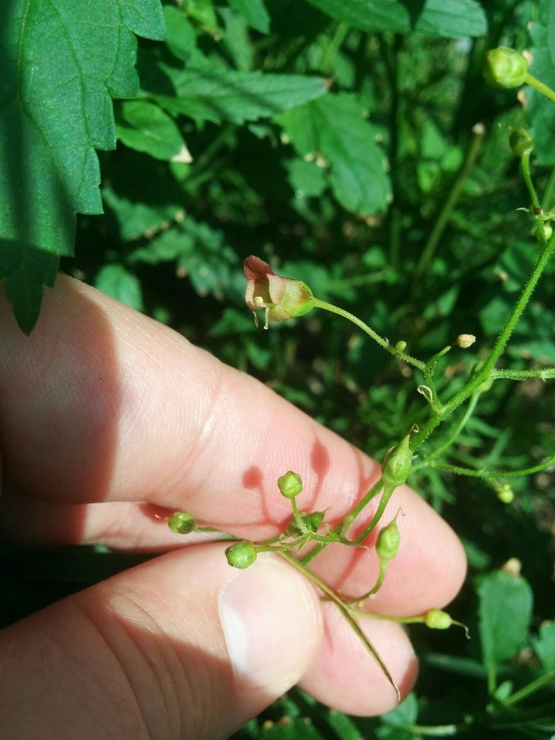 Pineland Figwort photo 8