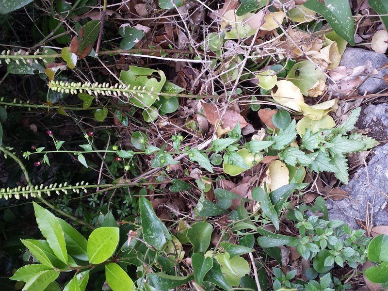 Mediterranean Figwort photo 4