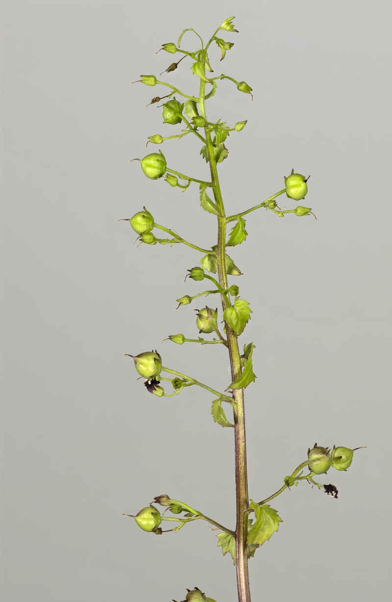 Mediterranean Figwort photo 2