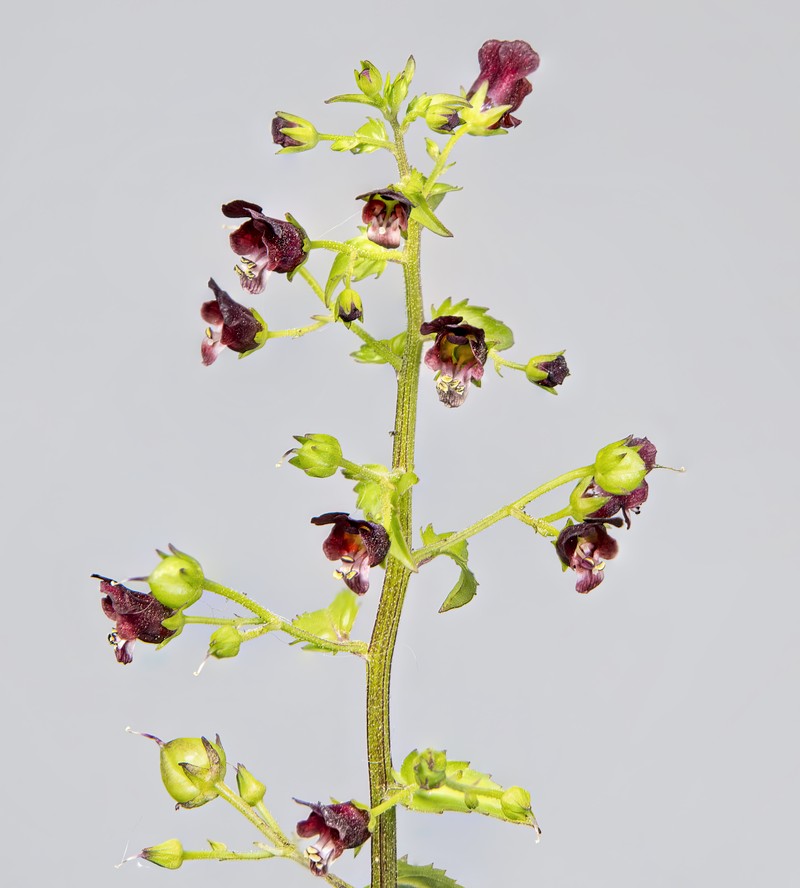 Mediterranean Figwort photo 3