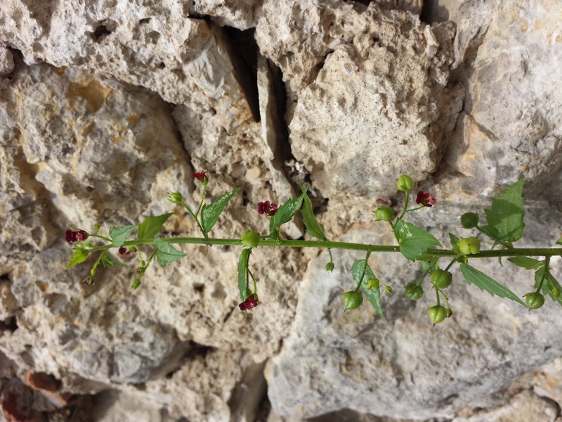 Mediterranean Figwort photo 5