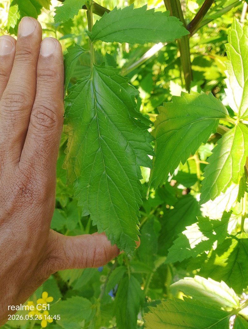Scrophularia sambucifolia subsp. mellifera