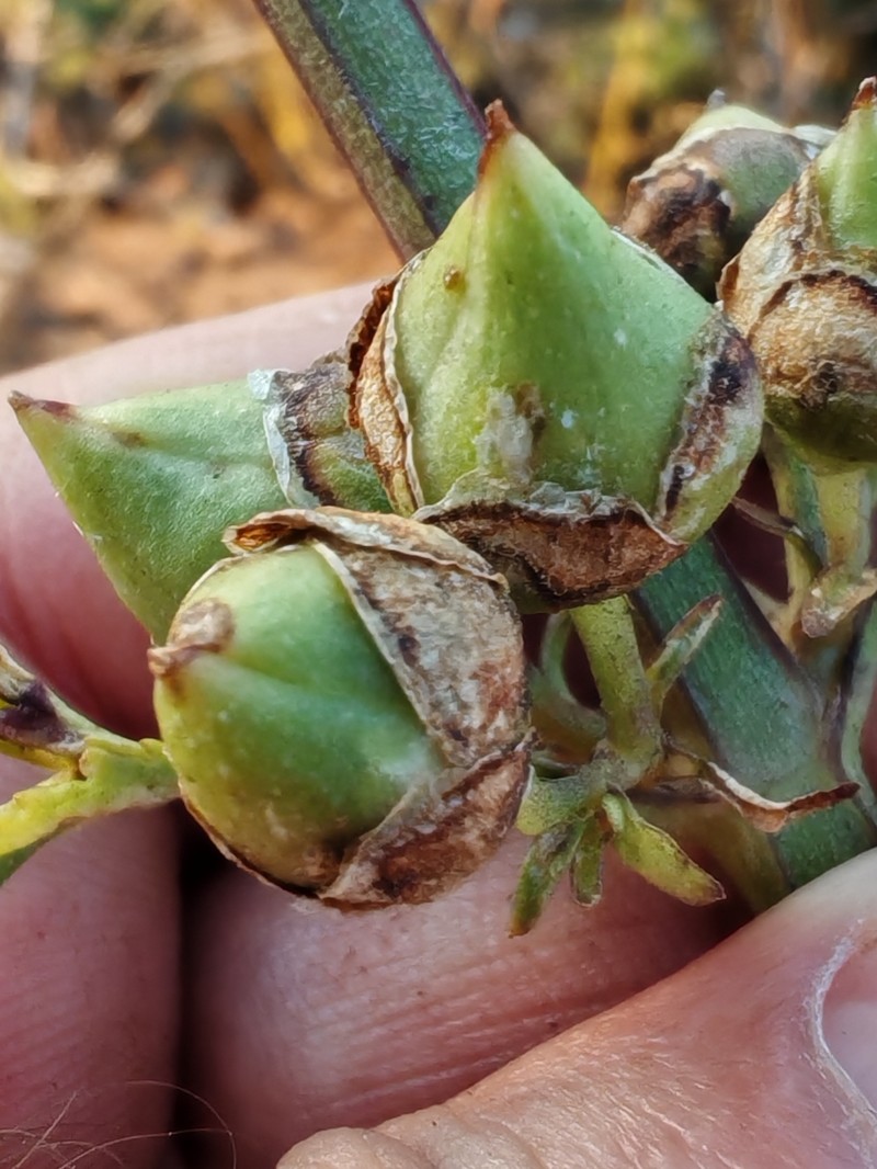 Scrophularia sambucifolia subsp. mellifera photo 2