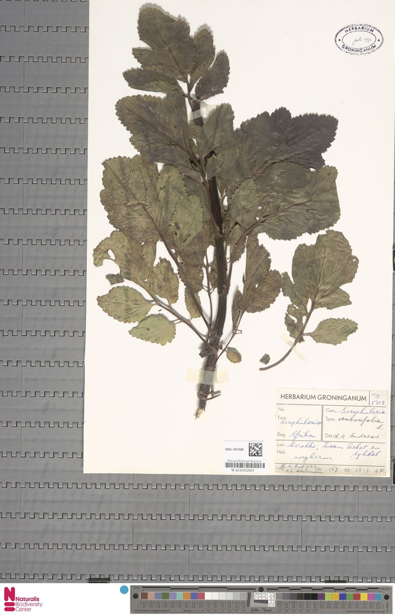 Scrophularia sambucifolia subsp. mellifera photo 3