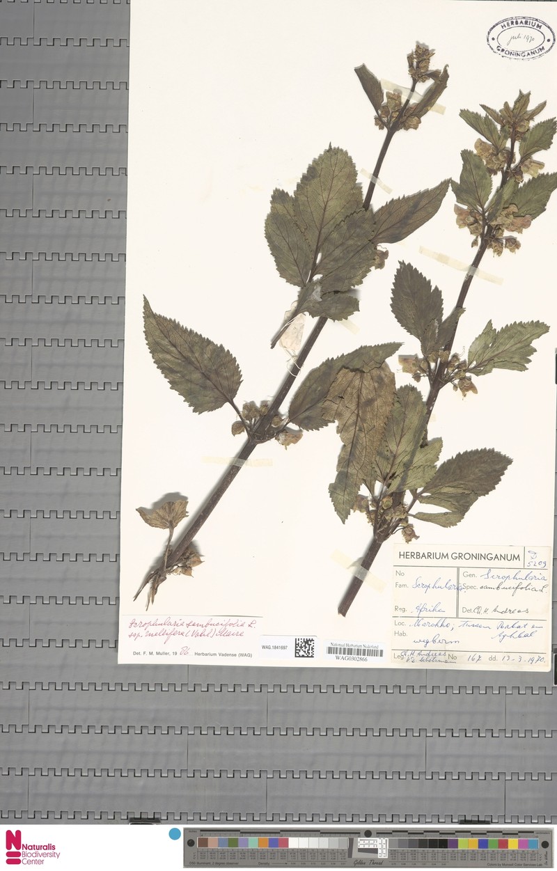 Scrophularia sambucifolia subsp. mellifera photo 4