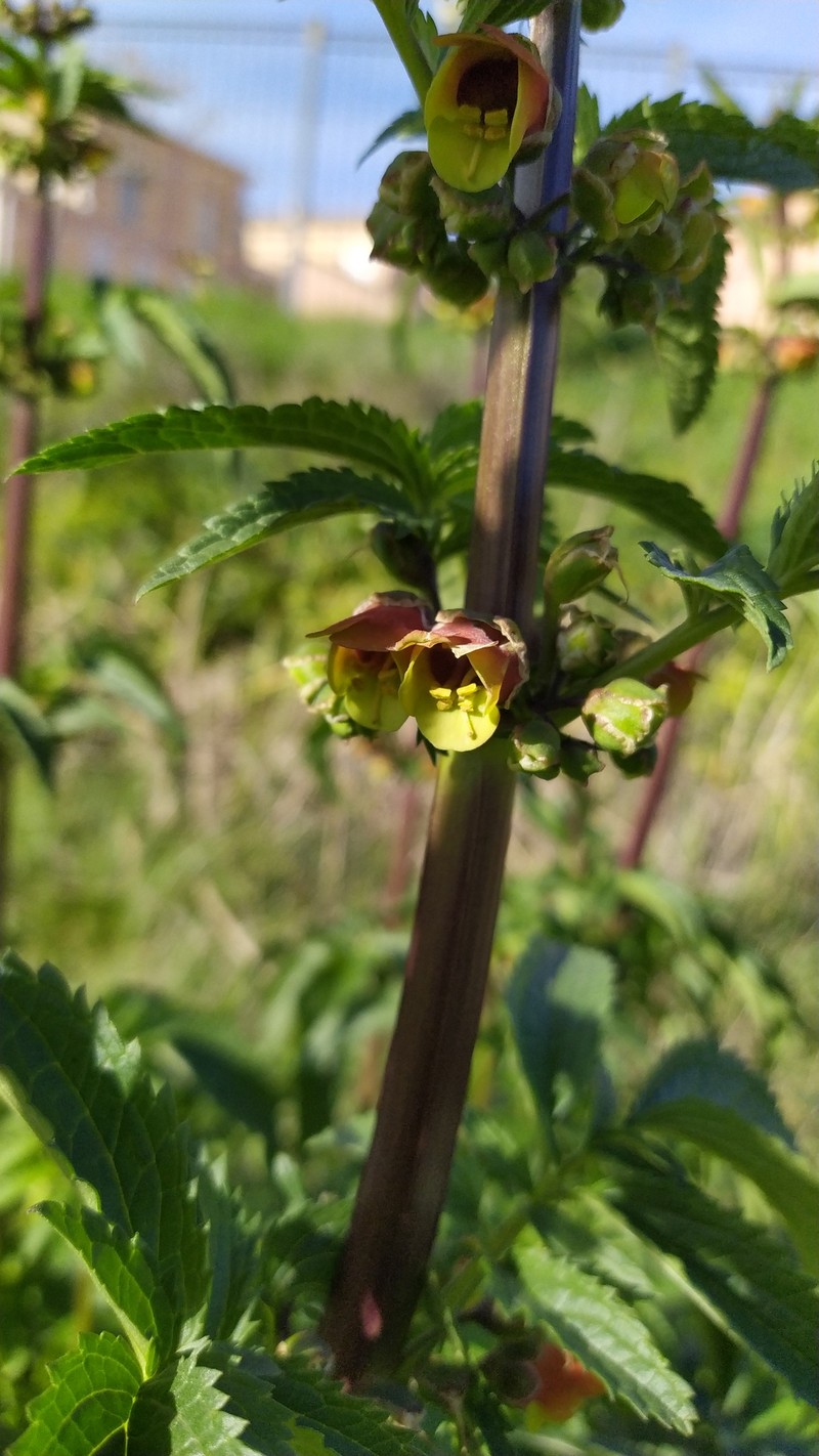 Scrophularia sambucifolia subsp. sambucifolia