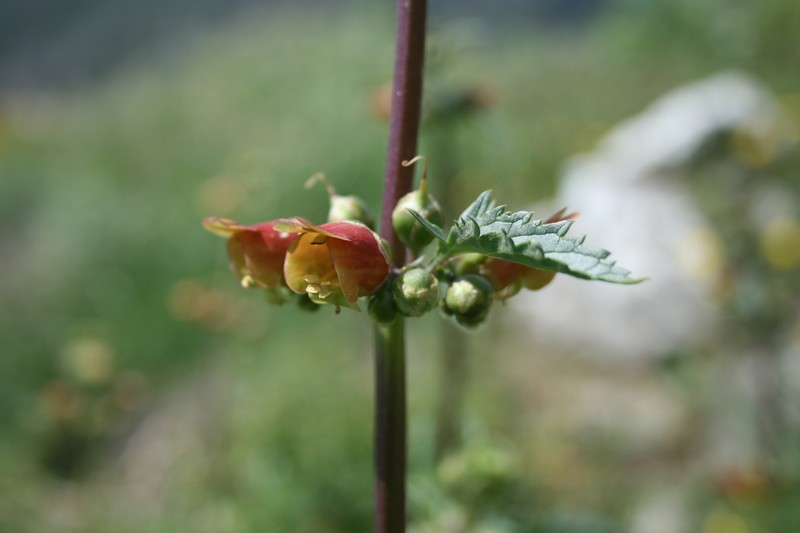 Scrophularia sambucifolia subsp. sambucifolia photo 2
