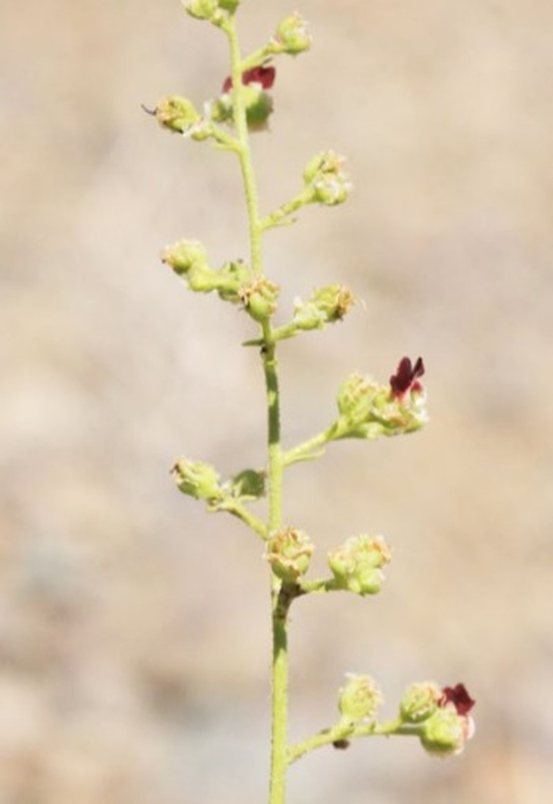 Scrophularia sardashtensis