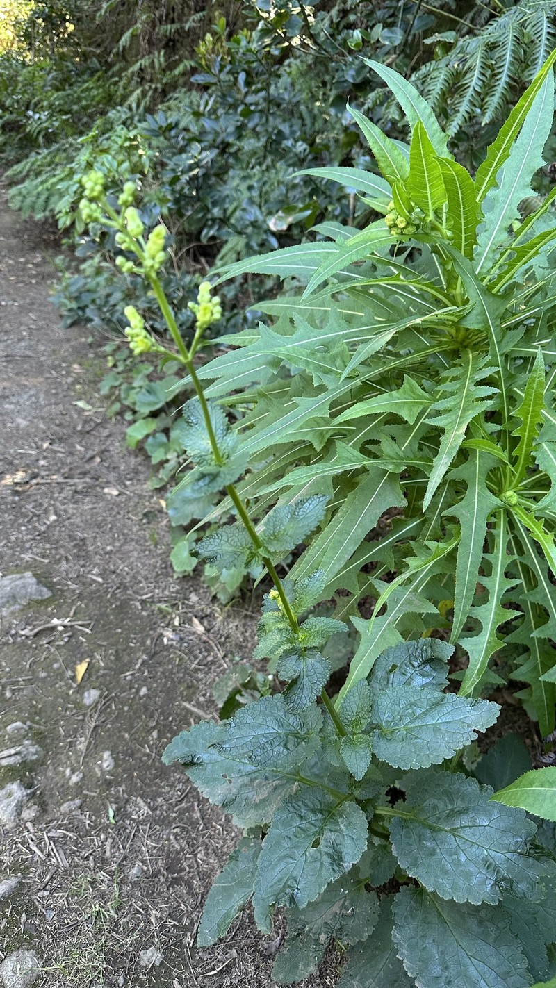 Scrophularia smithii subsp. smithii