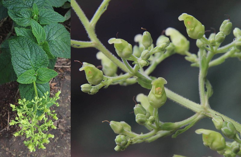 Scrophularia smithii subsp. smithii photo 2