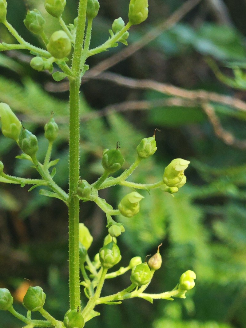 Scrophularia smithii subsp. smithii photo 3