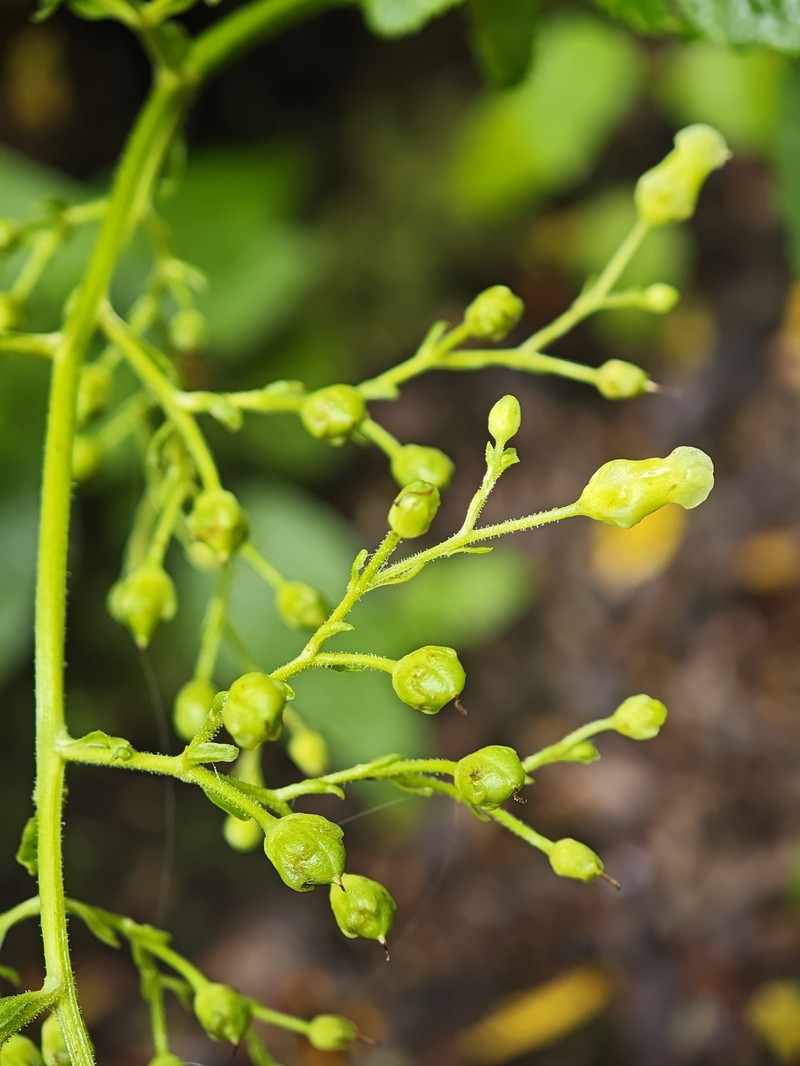 Scrophularia smithii subsp. smithii photo 4