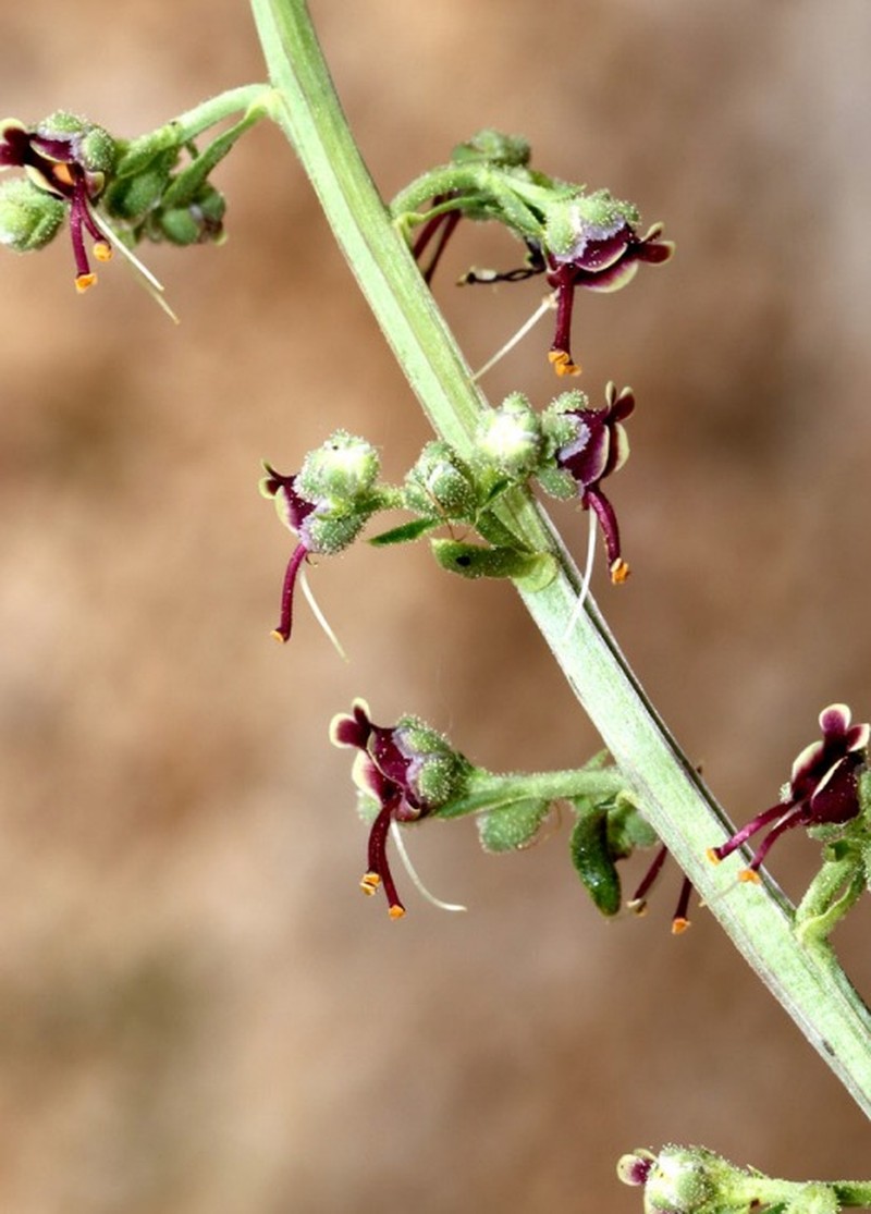 Scrophularia tugbae-birhanii