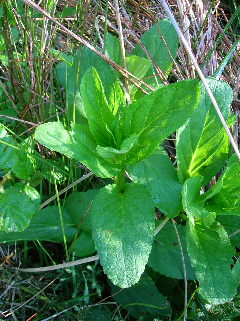 Water Figwort photo 2