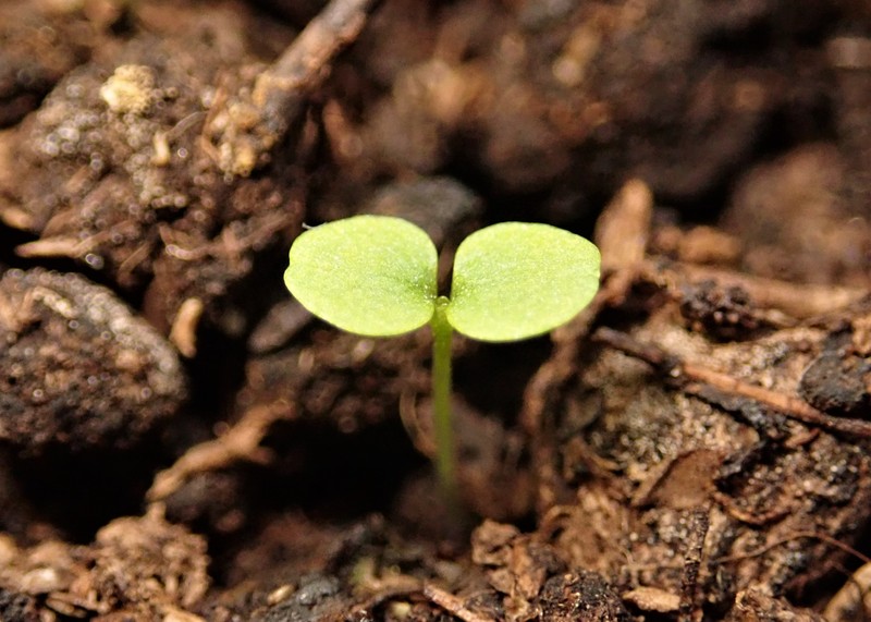 Water Figwort photo 3