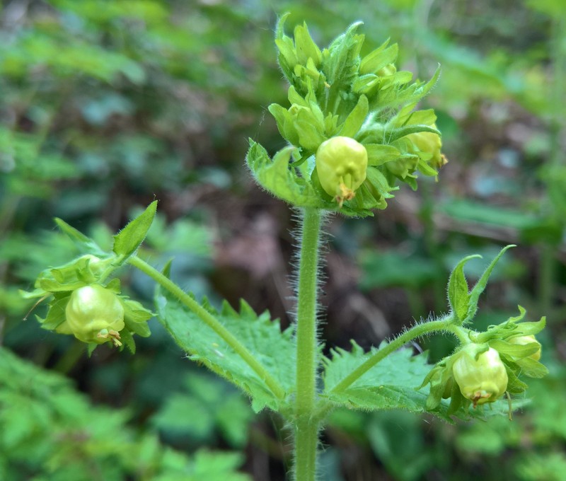 Scrophularia vernalis subsp. vernalis