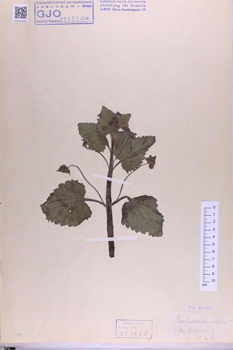 Scrophularia vernalis subsp. vernalis photo 2