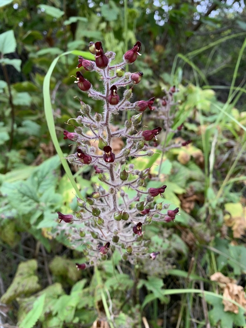 Santa Catalina Figwort photo 3