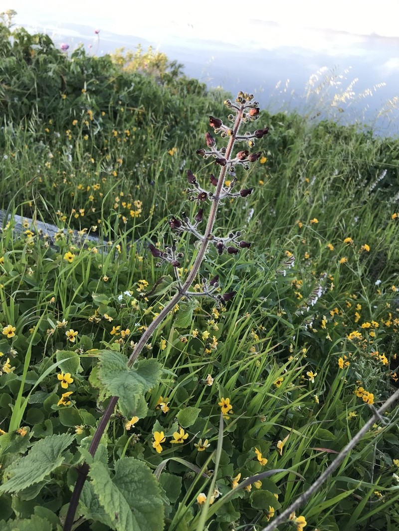 Santa Catalina Figwort photo 4