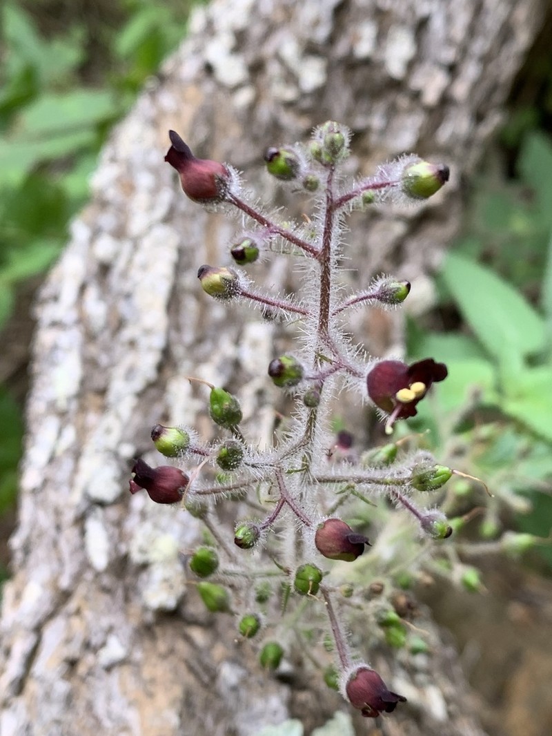 Santa Catalina Figwort photo 5